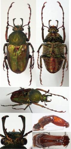 Philistina tibetana