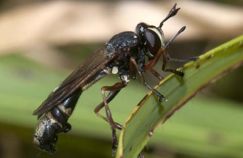 Réf. 91 200 : Physocephala rufipes