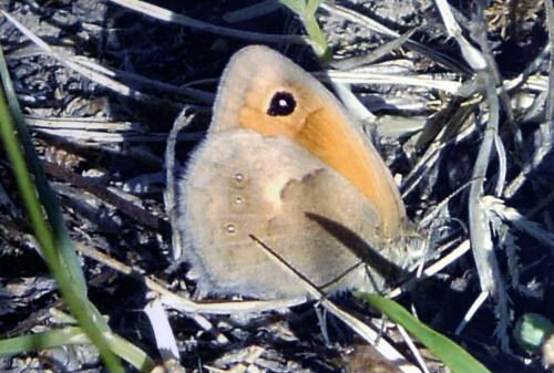 Coenonympha pamphilus