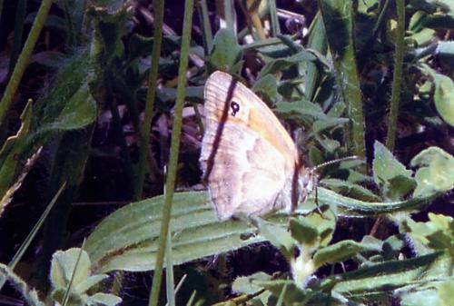 Réf. 91 415 : Coenonympha pamphilus