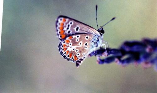 Aricia agestis