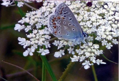 Polyommatus icarus
