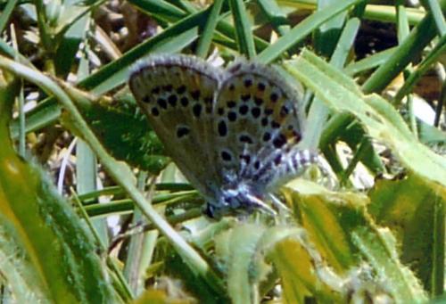 Plebejus argus