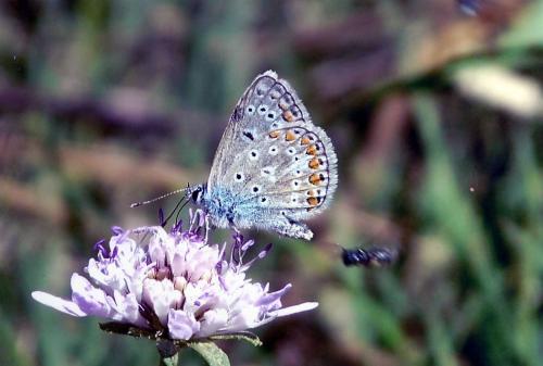 Polyommatus icarus