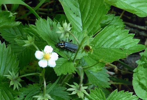 Réf. 91 903 : Cantharis paradoxa