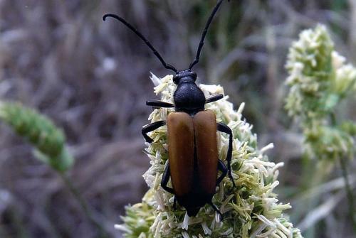 Stictoleptura fulva