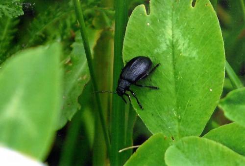 Galeruca sp.