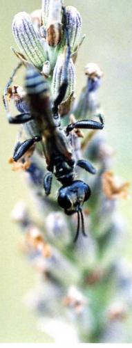Prionyx kirbii