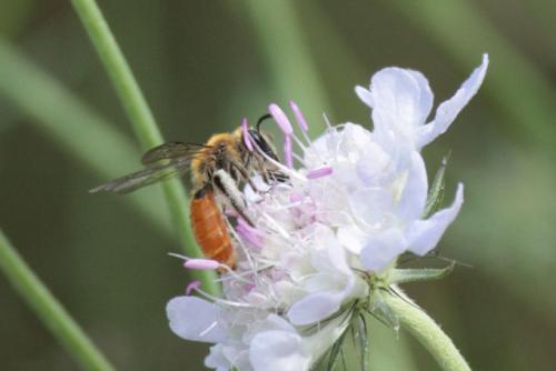 Réf. 91 201 : Andrena marginata