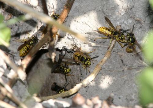 Vespula germanica