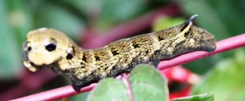 Deilephila elpenor