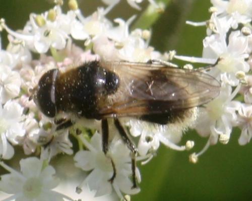 Cheilosia illustrata