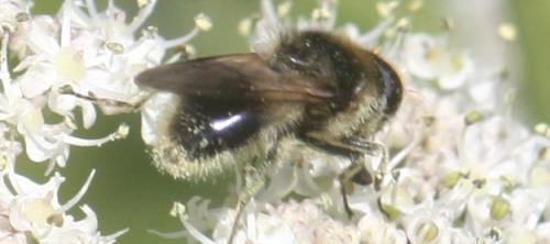 Cheilosia illustrata
