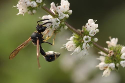 Eumenes sp.