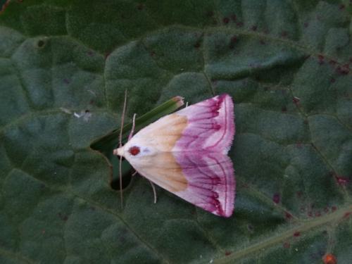 Eublemma purpurina