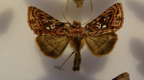 Réf. 91 308 : Panchrysia v-argenteum