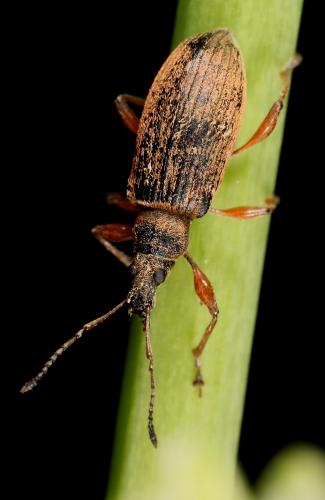 Phyllobius glaucus
