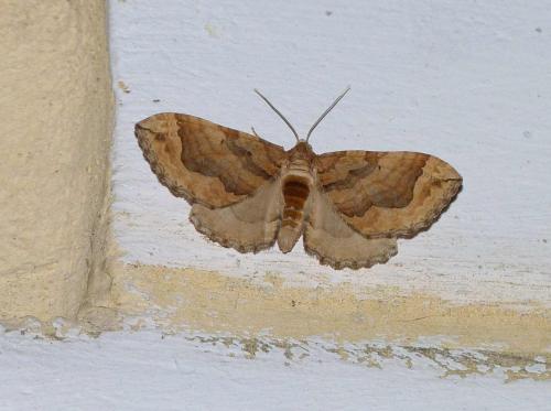 Réf. 91 453 : Pelurga comitata