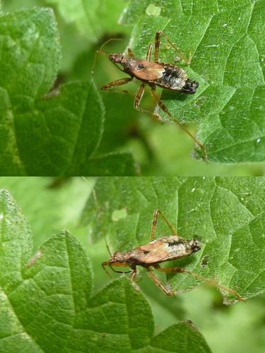Himacerus apterus