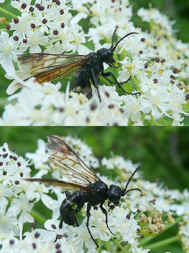 Réf. 91 070 : Cephaledo caucasica cinctaria