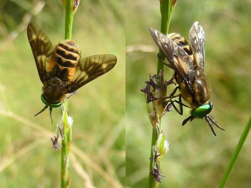 Réf. 91 602 : Chrysops relictus