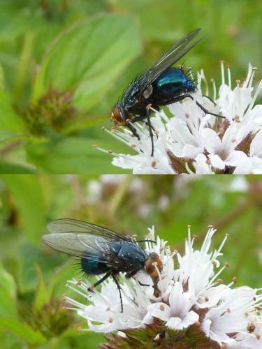 Cynomya mortuorum