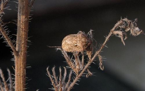 Réf. 91 488 : Psacasta granulata