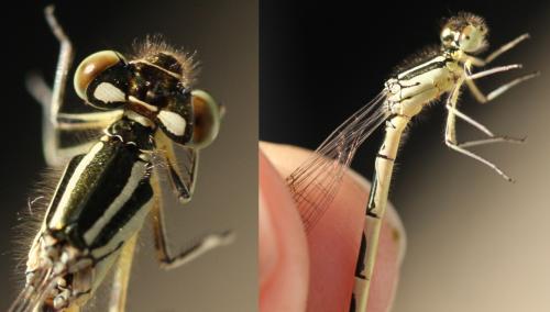 Réf. 91 305 : Coenagrion scitulum