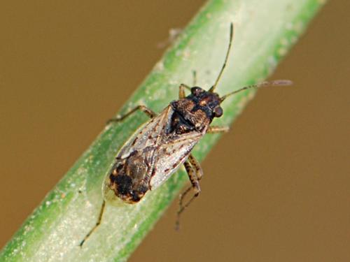 Nysius sp.
