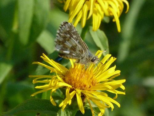 Pyrgus sp.