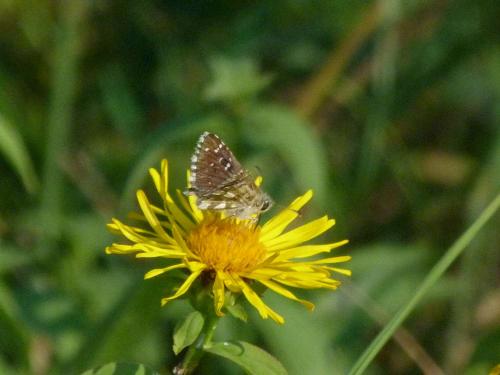 Pyrgus sp.