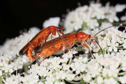 Rhagonycha fulva