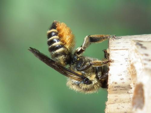 Réf. 91 676 : Megachile centuncularis
