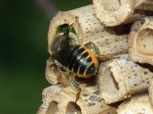 Megachile centuncularis