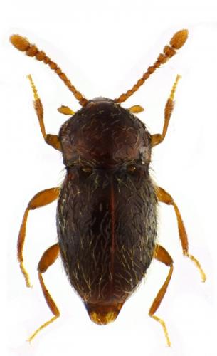 Cephennium sp.