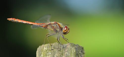 Sympetrum striolatum