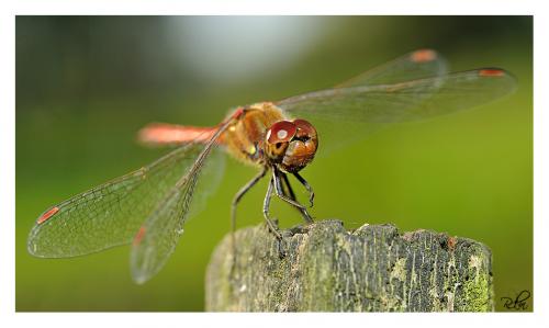 Réf. 91 831 : Sympetrum striolatum