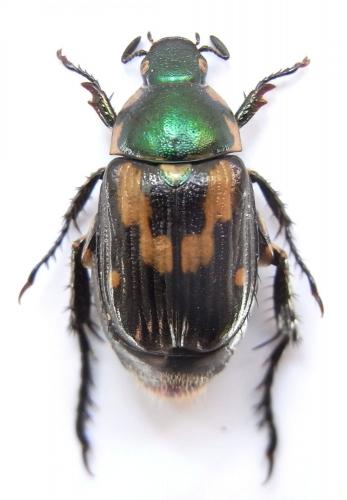 Spinanomala dentipennis