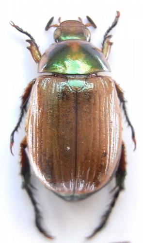 Anomala hamuliphalla