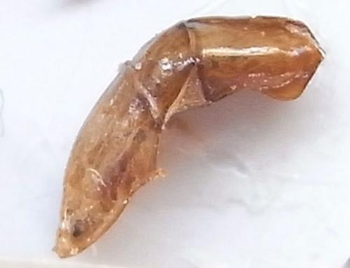 Anomala hamuliphalla