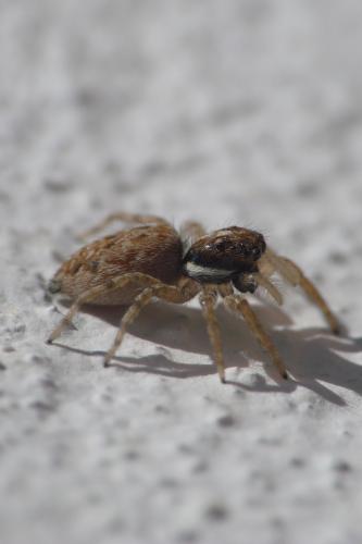 Menemerus semilimbatus