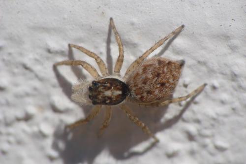 Menemerus semilimbatus