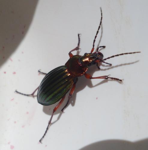 Carabus auronitens auronitens