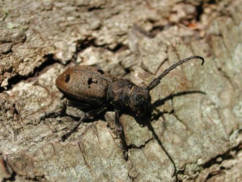 Herophila tristis