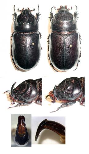 Oryctes rhinoceros
