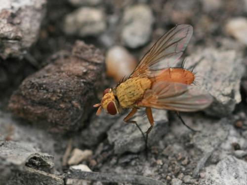Leskia aurea