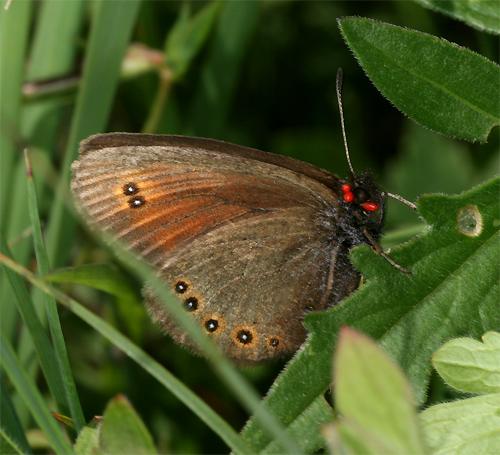 Réf. 91 326 : Erebia oeme
