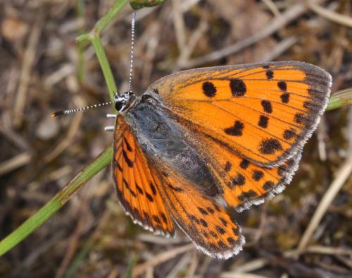 Réf. 91 344 : Lycaena alciphron