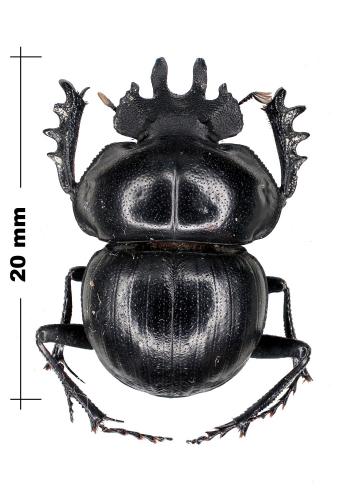 Anomiopsoides heteroclyta
