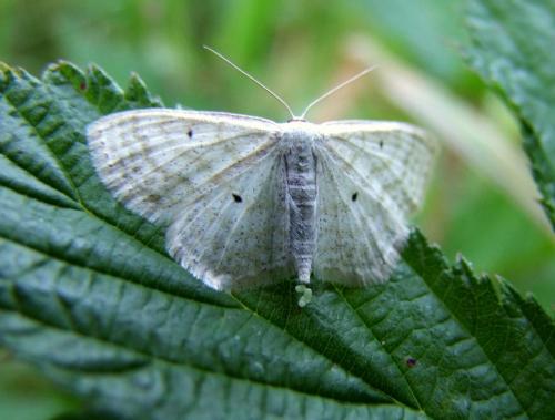 Réf. 91 743 : Scopula immutata